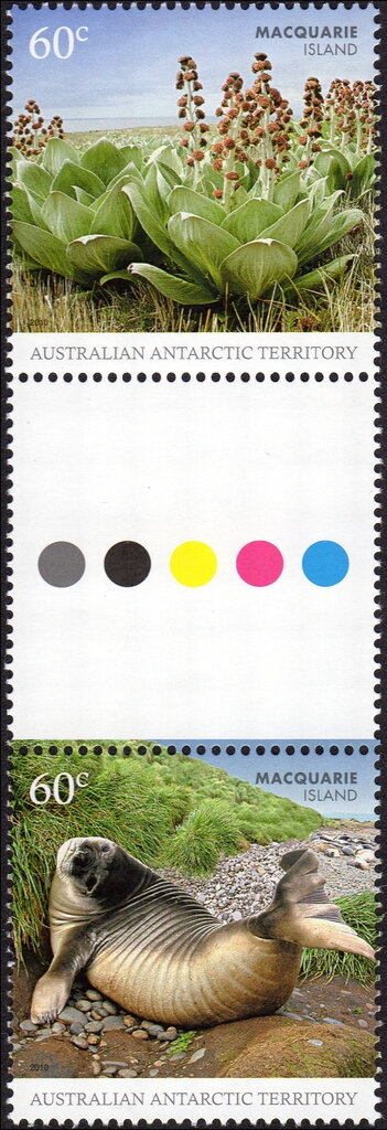 Tiger Egg Cowrie (Cuspivolva tigris)