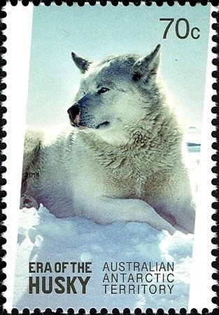 Donkey Orchid (Diuris Magnifica) - (3rd Reprint - 3 Koalas)