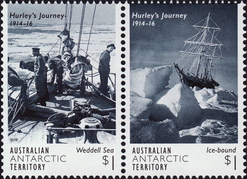 Two Royal Penguins (Eudyptes schlegeli) Sparring