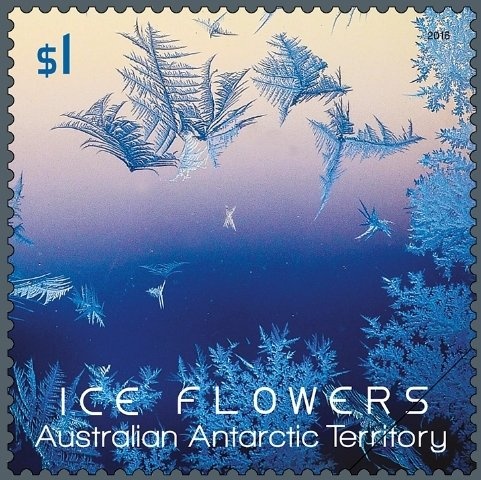 Pincushion Hakea (Hakea laurina) - 2nd Reprint