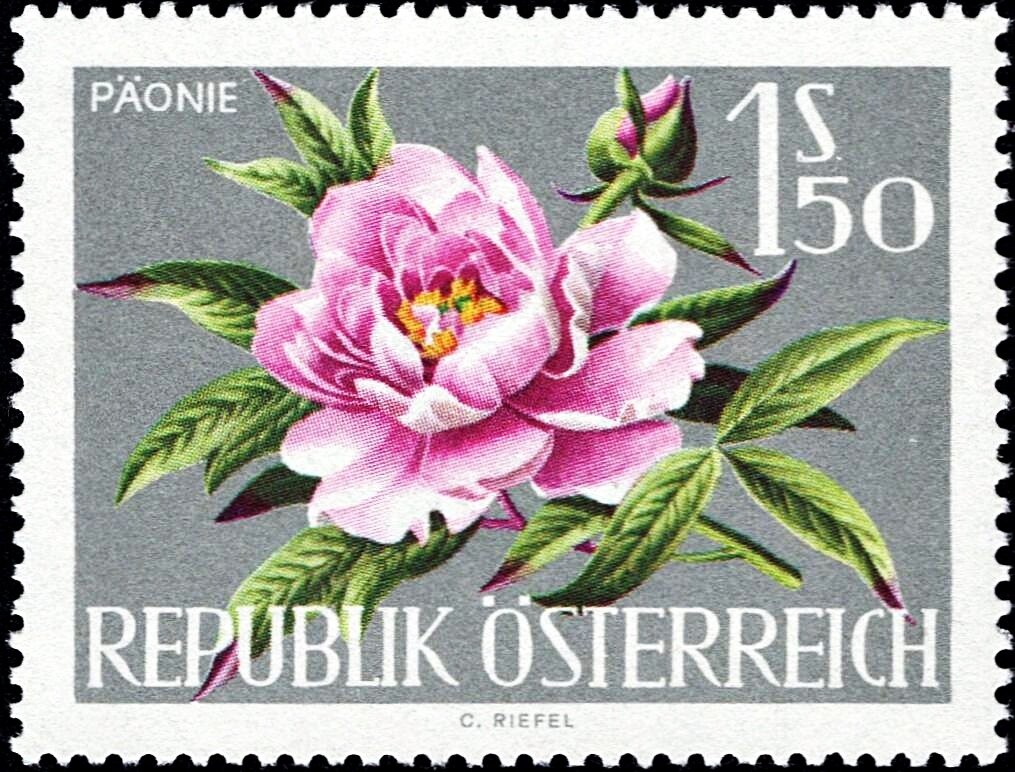 Dr. Karl Renner (1870-1950) federal president