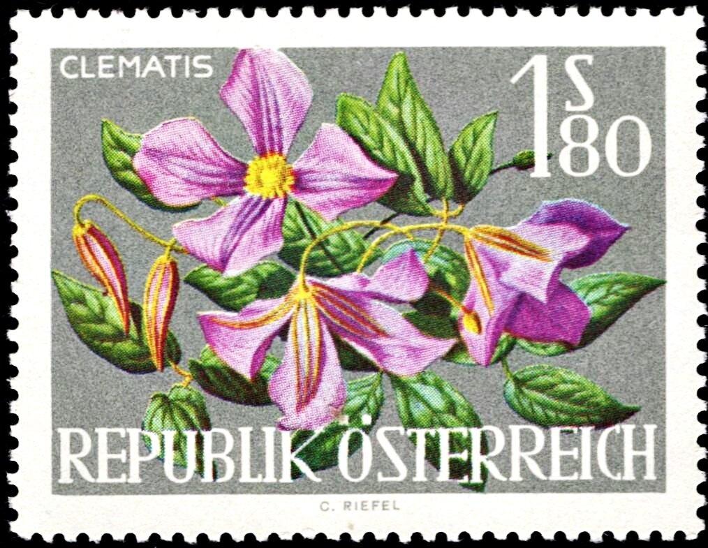 Woodcutter from Zell, Salzburg