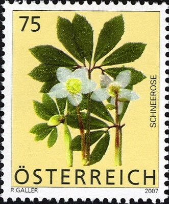 Hat with Chamois Wheel (Ausseerland, Styria)