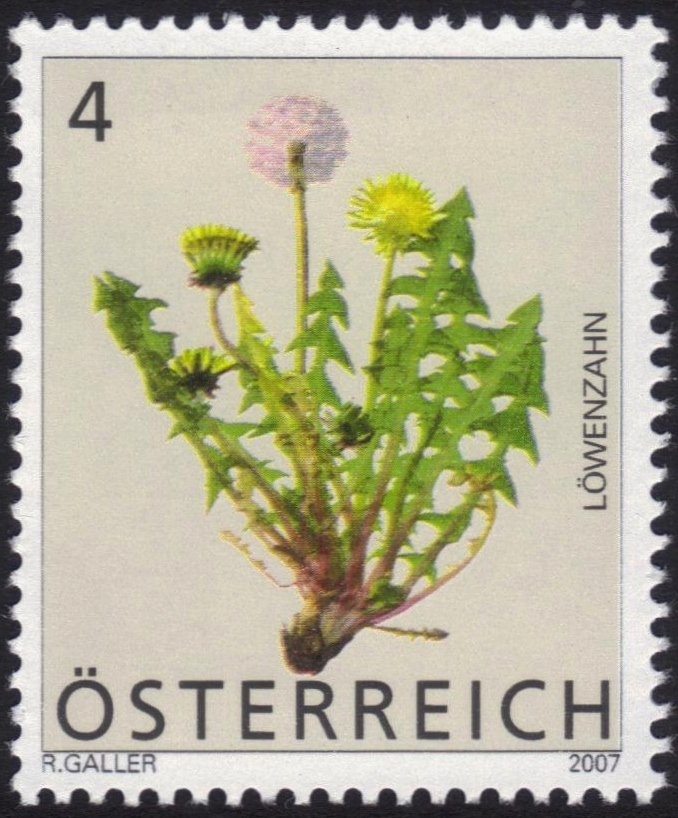 Cep (Boletus edulis)