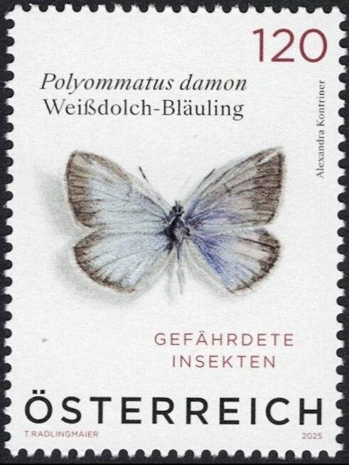 White-tailed Eagle (Haliaeetus albicilla)