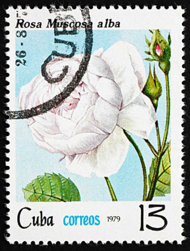 Automat stamp, Domestic animals 1v (face value may vary)