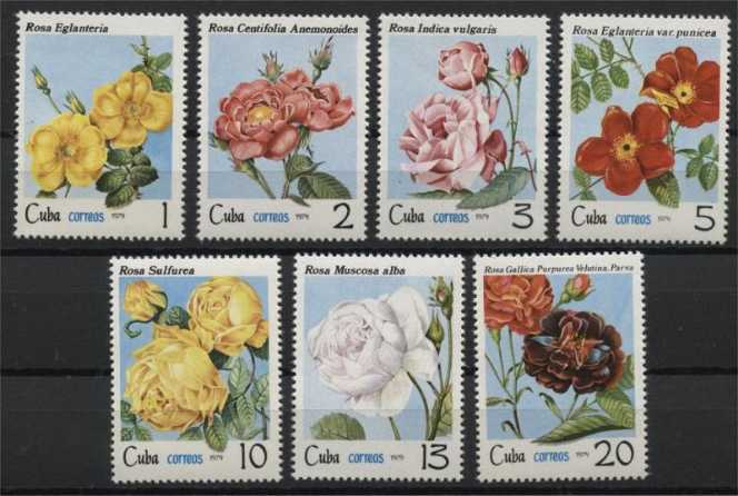 Cuba: 1979 Rosa Maiscosa Alba 13  stamp collectible - Main Image 2