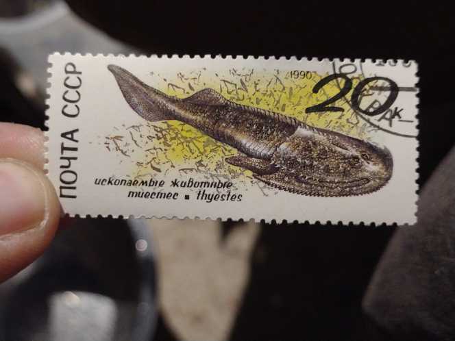 Skiing championship 4v