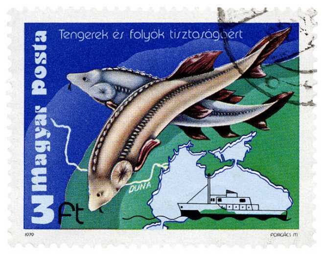 Portrait Of kamal Atta- Turk