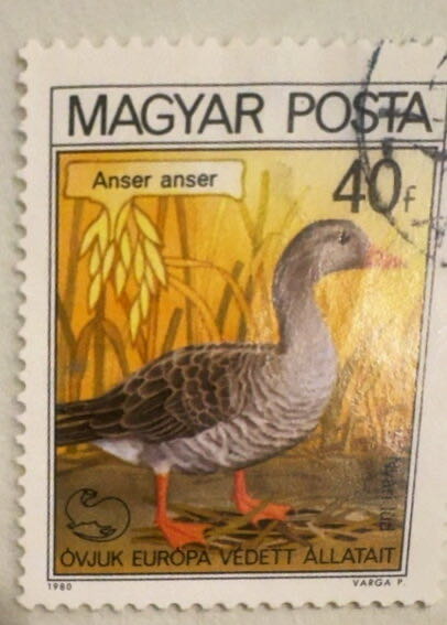 Magyar: 40f Duck  stamp collectible - Main Image 2