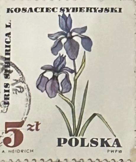 Siberian Iris  stamp collectible - Main Image 2