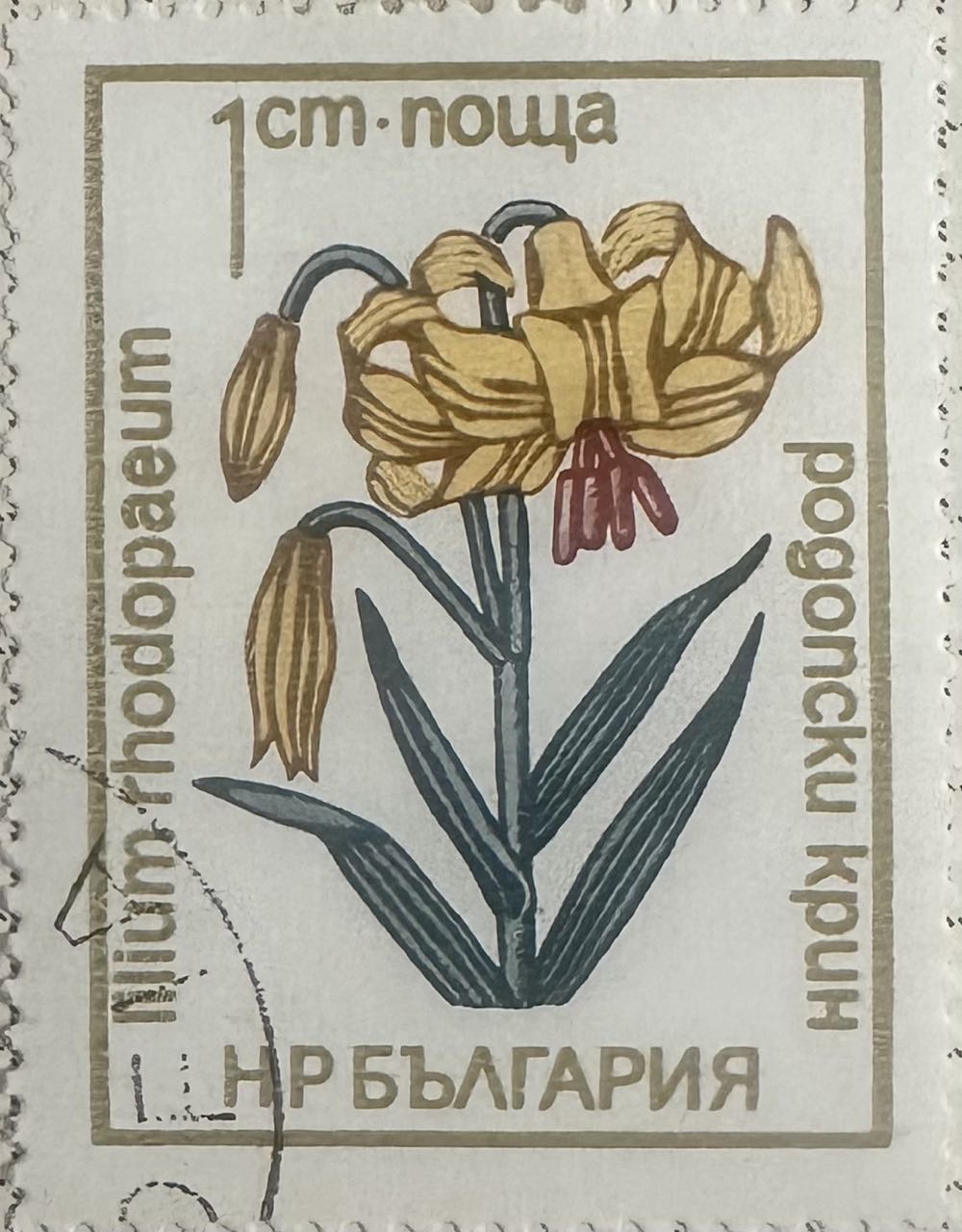 Turk’s Cap Lily  stamp collectible - Main Image 2