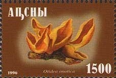 Kuehneromyces mutabilis