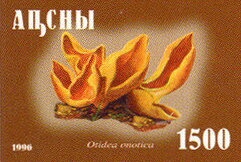 Jeannelius magnificus Kurnakov