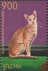 Rock dove (Columba livia)