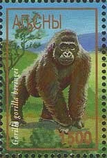 Patagonian Mara (Dolichotis patagonum)