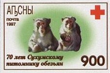 Gulripsh Region: Pintail (Anas acuta)