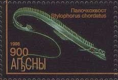 Gudauta Region: Pintail (Anas acuta)