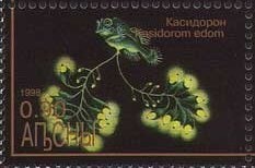 Gasteracantha arquata