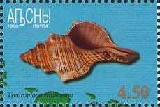 African bull frog (Rana adspersus)