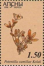 Papilio dardanus meseres