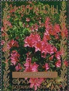 Cocker spaniel american