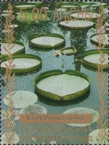 Tquarchal Region: Common Moorhen (Gallinula chloropus)