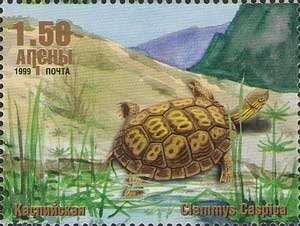 Red-eyed tree frog (Agalychnis callidryas)