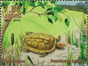 Rock dove (Columba livia)