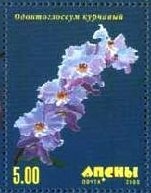 EUROPA 2007 - Scouting