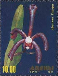 Portrait of archaeologist Lev Soloviev (1894-1973)