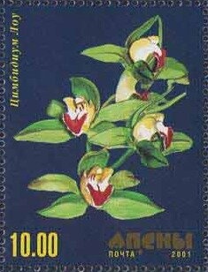 Southern white rhinoceroses (Ceratotherium simum simum)