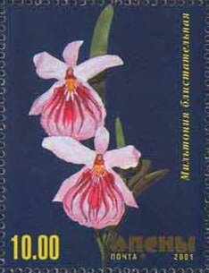 Cheetah (Acinonyx jubatus)