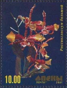 Gagra Region: Puffin (Fratercula arctica)