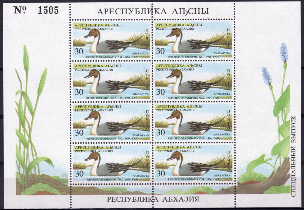 Gulripsh Region: Pheasant (Phasianus colchicus)