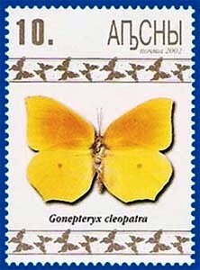 Wine, Grapes and Bee on a Flower