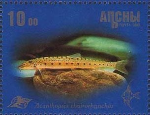 Nesticus zaitzevi Charitonov