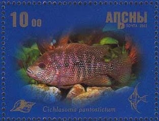 Arabian Desert Gazelle (Gazella cora) - Overprinted