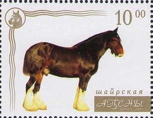 Gal Region: Chaffinch (Fringilla coelebs)