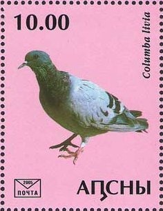 Gasteracantha hassetti