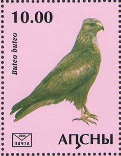 Emperor penguin (Aptenodytes forsteri)