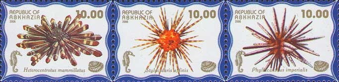 Sun parakeet (Aratinga solstitialis)