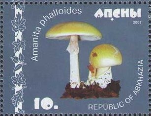 Archileucogergia abchasica Lohmander