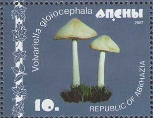 Sheikh Zaid bin Sultan al Nahayan