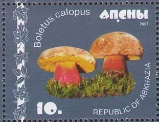 Cortinarius delibutus