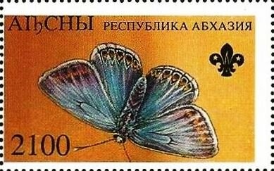 Crested Porcupine (Hystrix cristata)