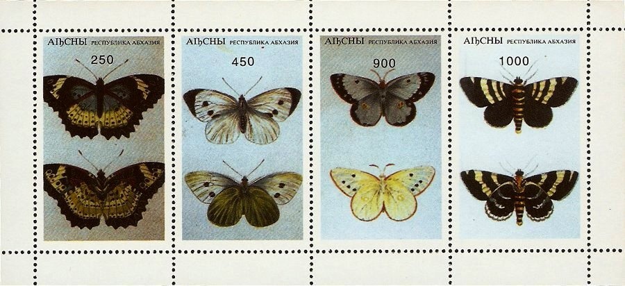 Stropharia aeruginosa