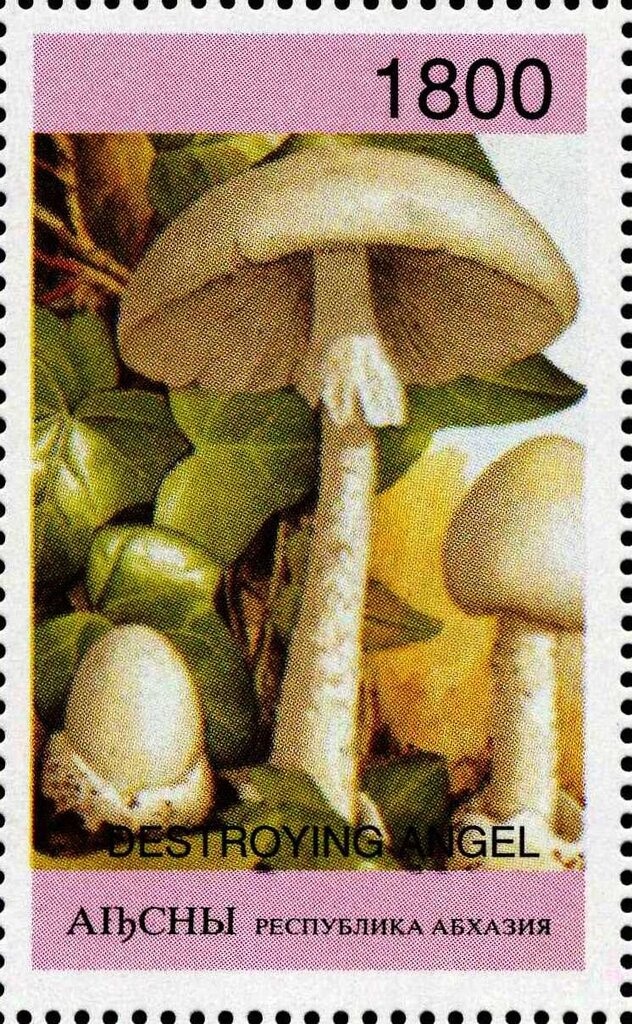 Cut Square 26 mm, year 1298