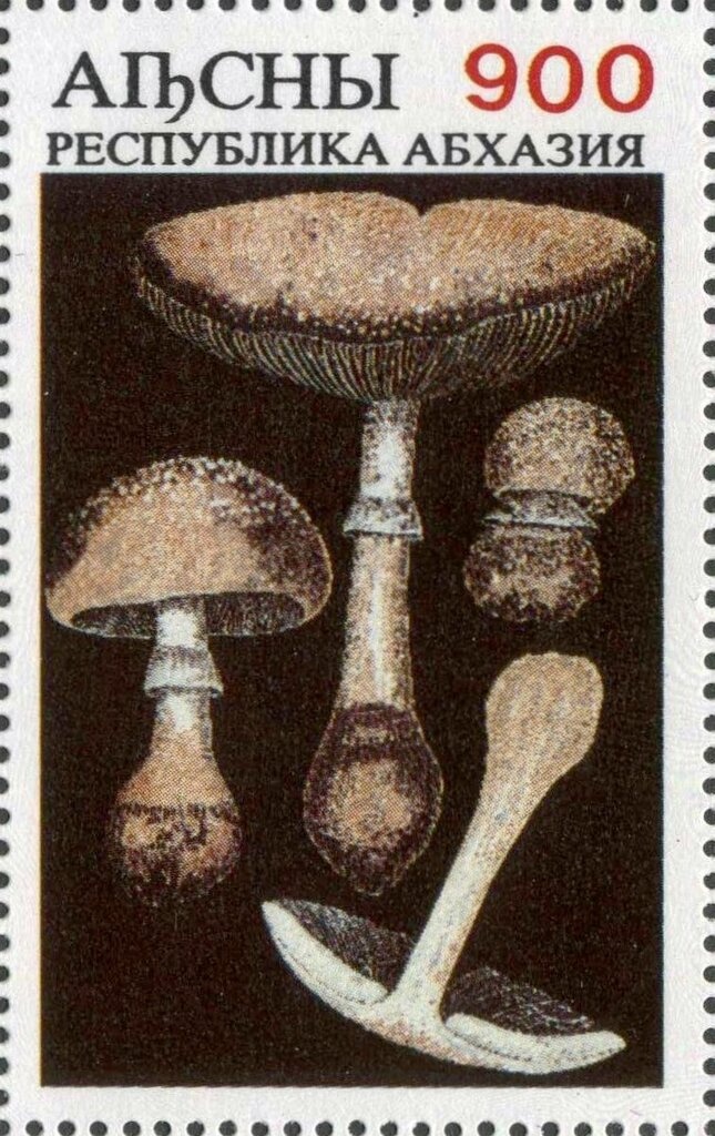 Abkhazian National Musical Instruments