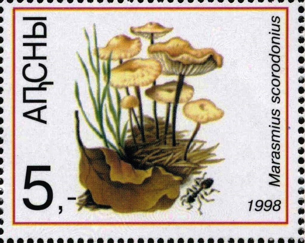 Lycoperdon echinatum